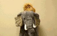lion sur éléphant toutou