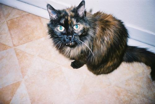 Qui A Une Ecaille De Tortue Chats Forum Animaux Qui A Une Ecaille De Tortue Chats Forum Animaux