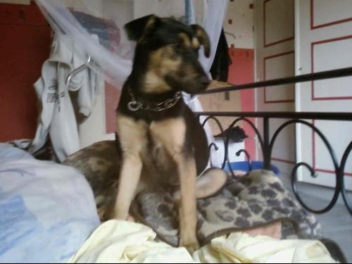 Quel Est Le Croisement De Mon Chien Chiens Forum Animaux