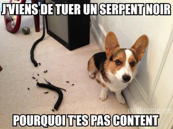 Télécharger gratuitement Images Chien Chasseur Avatars Mes Avatar Et Mes Blagues Pourri actualisé salutations