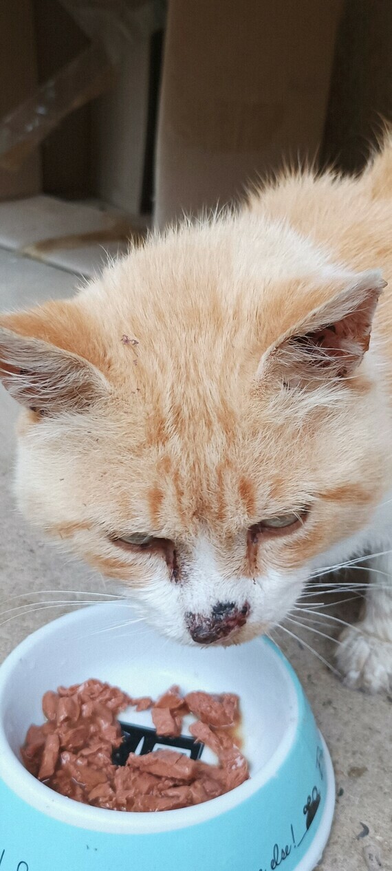 Croute Sur Le Nez Du Chat Croute Sur Le Nez Du Chat