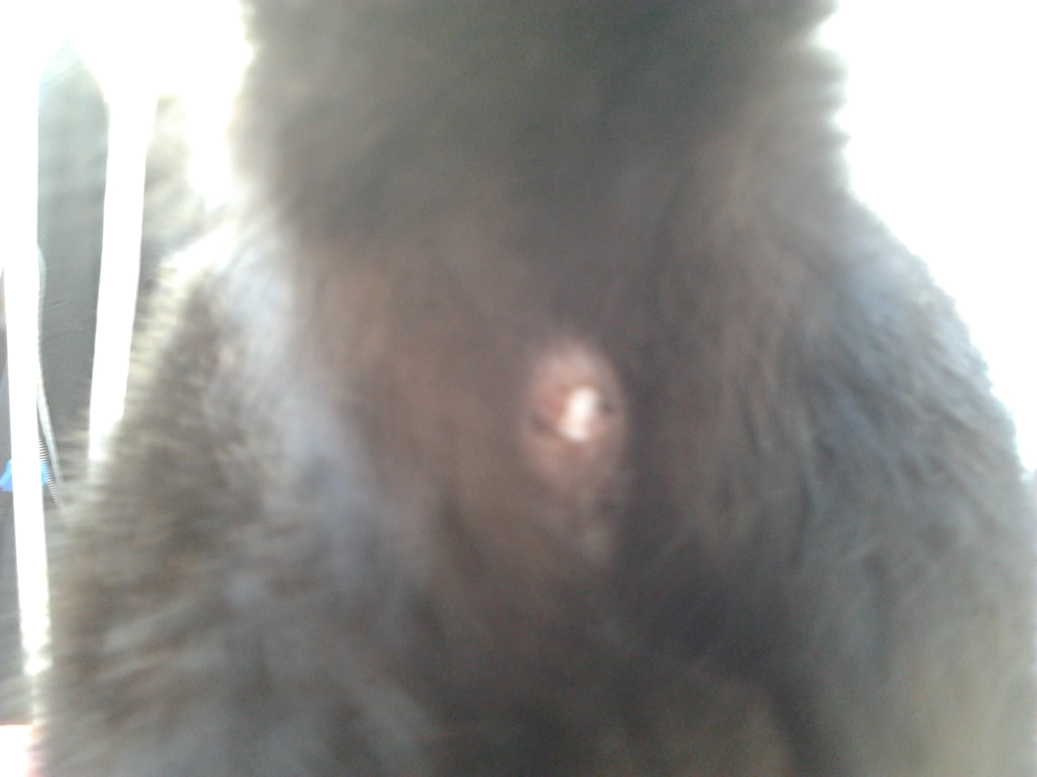 Litiere Silice Coince Dans Les Fesses Chats Forum Animaux Doctissimo Litiere Silice Coince Dans Les Fesses Chats Forum Animaux Doctissimo