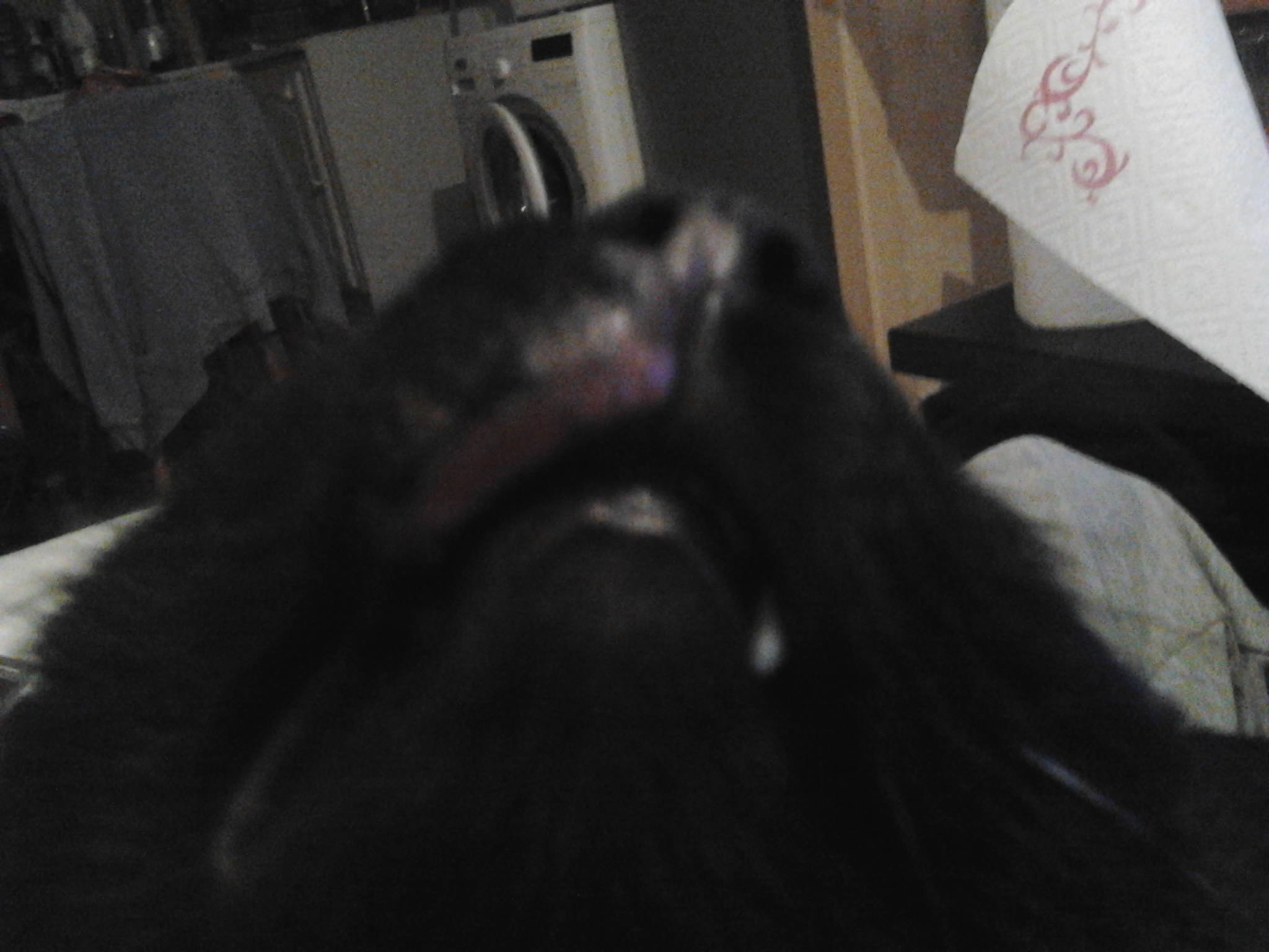 Inquiete Pour Mon Chat Gonflement Nez Bouche Chats Forum Animaux Doctissimo Inquiete Pour Mon Chat Gonflement Nez Bouche Chats Forum Animaux Doctissimo