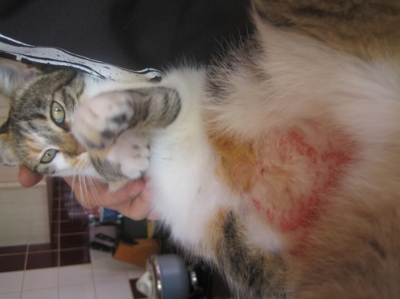 Mon Chat Se Leche Le Ventre Jusqu Au Sang Mon Chat Se Leche Le Ventre Jusqu Au Sang