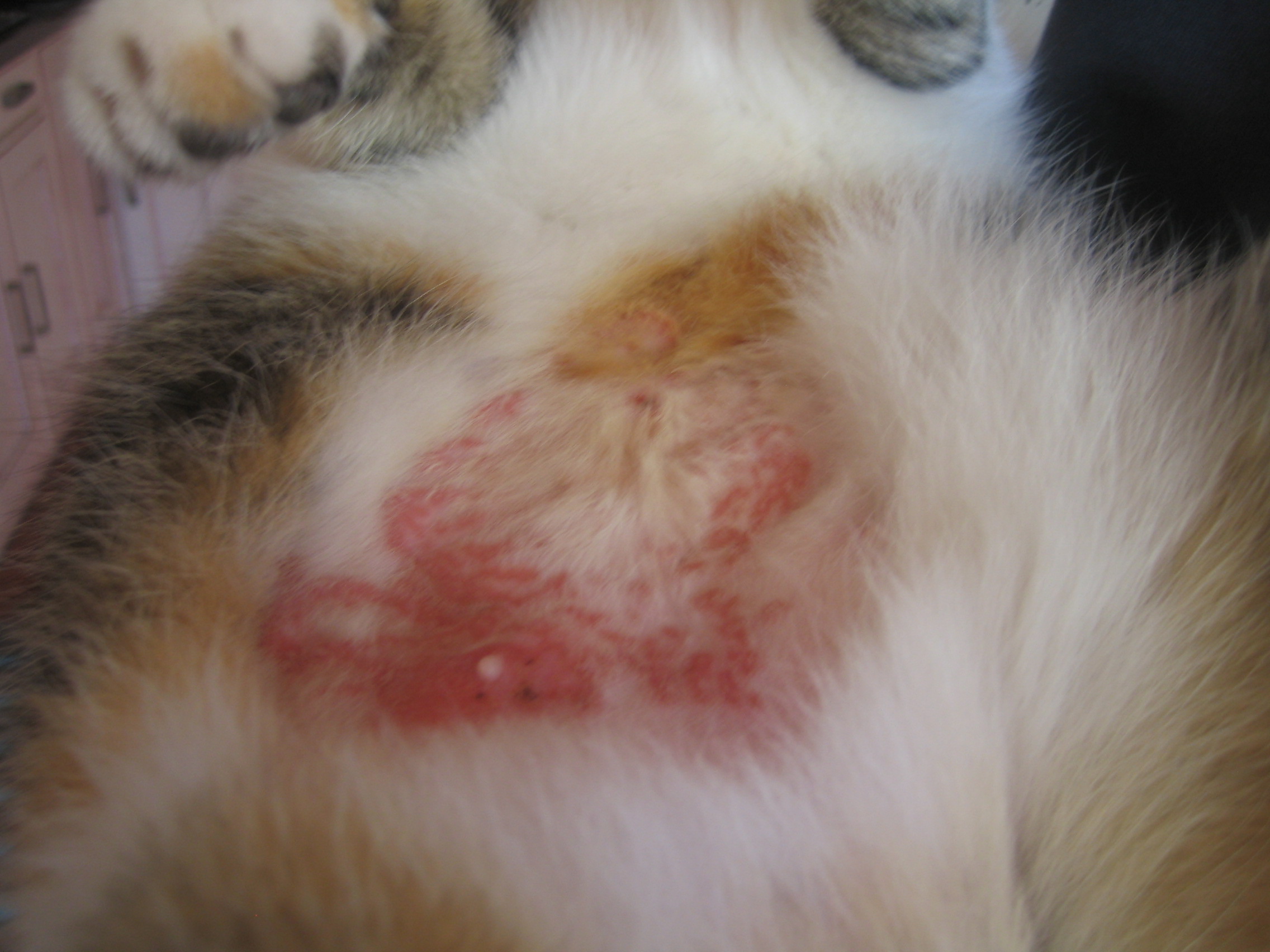 Mon Chat Se Leche Le Ventre Jusqu Au Sang Medecine Veterinaire Forum Animaux Doctissimo Mon Chat Se Leche Le Ventre Jusqu Au Sang Medecine Veterinaire Forum Animaux Doctissimo