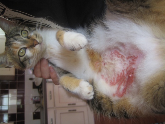 Mon Chat Se Leche Le Ventre Jusqu Au Sang Mon Chat Se Leche Le Ventre Jusqu Au Sang