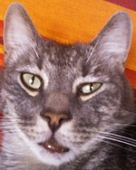 Chat Bouche Enflee Qu Est Ce Que C Est Medecine Veterinaire Forum Animaux Doctissimo Chat Bouche Enflee Qu Est Ce Que C Est Medecine Veterinaire Forum Animaux Doctissimo