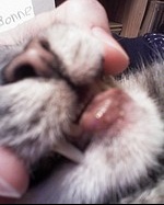 Chat Bouche Enflee Qu Est Ce Que C Est Medecine Veterinaire Forum Animaux Doctissimo Chat Bouche Enflee Qu Est Ce Que C Est Medecine Veterinaire Forum Animaux Doctissimo