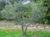 l'olivier, arbre roi de la région
