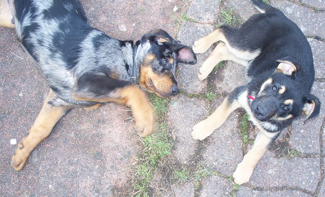 Qui A Un Beauceron Chiens Forum Animaux Doctissimo Qui A Un Beauceron Chiens Forum Animaux Doctissimo