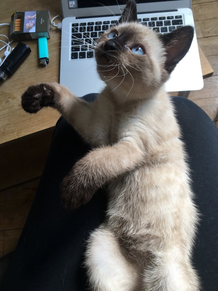 Serge Chaton Type Siamois Recupere Adoption D Un Chat Chat Perdu Chat Trouve Chats Forum Animaux Doctissimo Serge Chaton Type Siamois Recupere Adoption D Un Chat Chat Perdu Chat Trouve Chats Forum Animaux Doctissimo