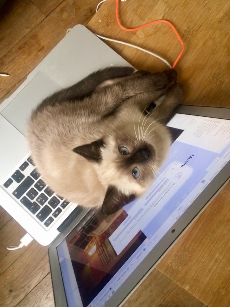 Serge Chaton Type Siamois Recupere Adoption D Un Chat Chat Perdu Chat Trouve Chats Forum Animaux Doctissimo Serge Chaton Type Siamois Recupere Adoption D Un Chat Chat Perdu Chat Trouve Chats Forum Animaux Doctissimo