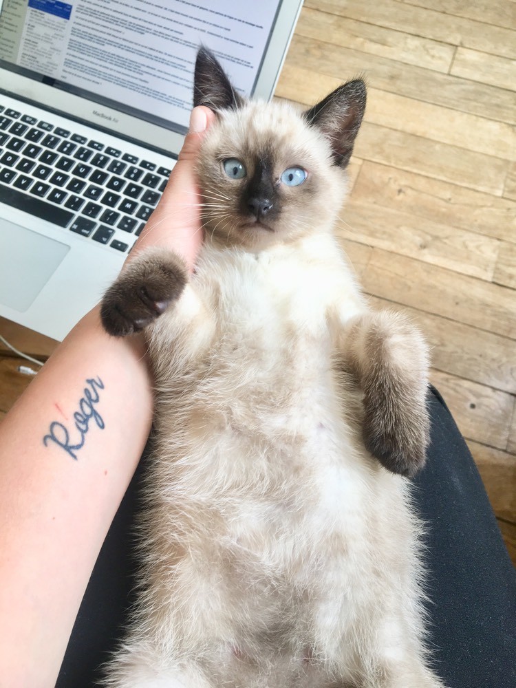 Serge Chaton Type Siamois Recupere Adoption D Un Chat Chat Perdu Chat Trouve Chats Forum Animaux Doctissimo Serge Chaton Type Siamois Recupere Adoption D Un Chat Chat Perdu Chat Trouve Chats Forum Animaux Doctissimo