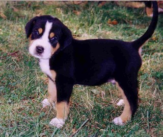 Le Grand Bouvier Suisse Qui Connait Chiens Forum Animaux Doctissimo Le Grand Bouvier Suisse Qui Connait Chiens Forum Animaux Doctissimo
