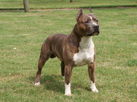 Staffordshire Bull Terrier Et American Staffordshire Terrier Chiens Forum Animaux Doctissimo Staffordshire Bull Terrier Et American Staffordshire Terrier Chiens Forum Animaux Doctissimo