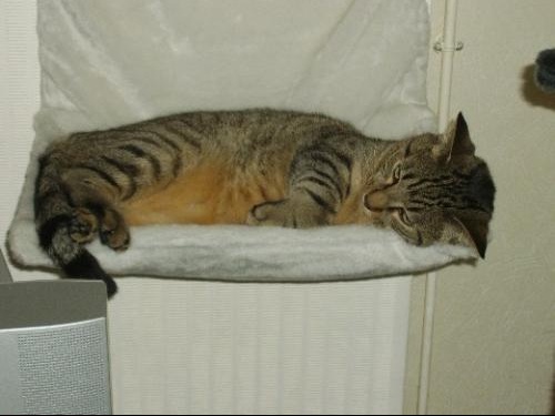 Hamac De Radiateur Pour Chat Chats Forum Animaux Doctissimo Hamac De Radiateur Pour Chat Chats Forum Animaux Doctissimo