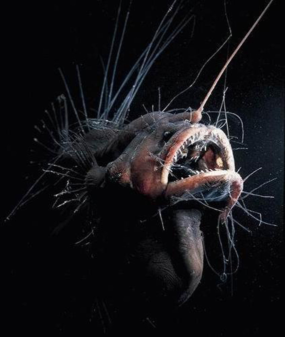 le caulophrynidaeo ( tronc crapaud) poisson térrifiant des profondeurs