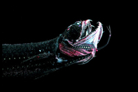 le poisson dragon peut aller jusqu'a 2800m de profondeur et produit sa propre lumiére