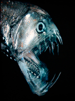 le poisson ogre vit entre 500 et 5000 m de profondeur