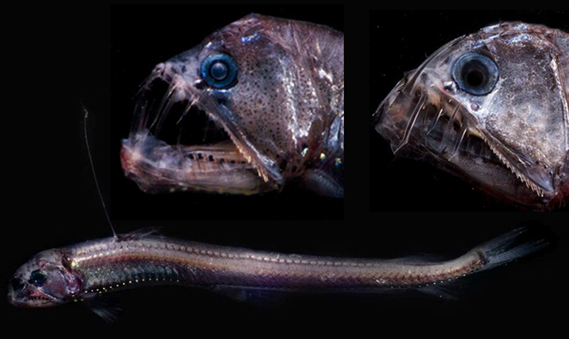 le poisson vipére vit à plus de 1000 m dans les mers chaudes