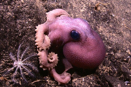 petite pieuvre qui vit a 1000 m de profondeur
