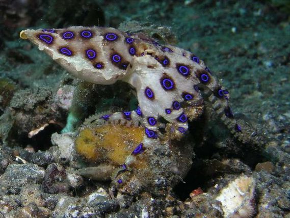 pieuvre a anneux bleus des profondeurs de l'océan indopacifique