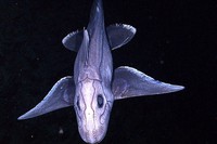 poisson cartilagineux appelé chimére vivant dans les abysses des profondeurs sous marines