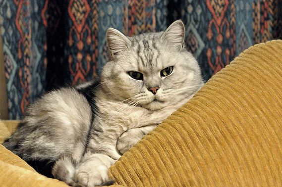 british shorthaired silver tabby