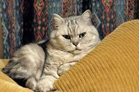 british shorthaired silver tabby