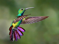 248627__hummingbird-freeze-frame_p