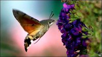 ob_36886b_sphinx-colibri