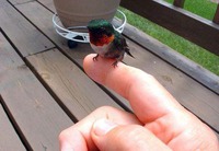 un-minuscule-colibri