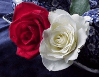 rose-blanc-rouge-882c6c