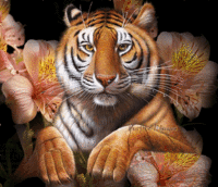 tigres_016