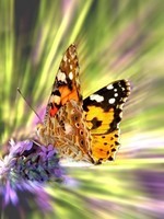 papillons-bon-enc----1268271-1607b34