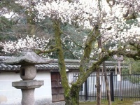 kyoto-arbres-japon