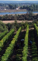 27f vignobles de Loire