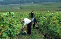 27g vignobles de Loire