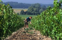 27h vignobles de Loire