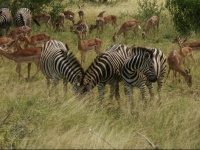 Afrique du Sud zèbres & antilopes