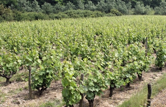 vignobles de Touraine