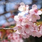 Japon cerisiers