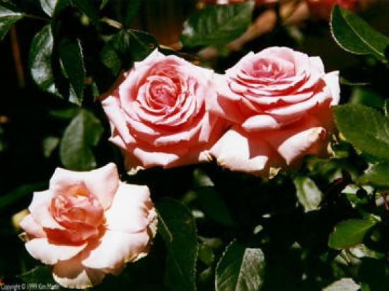 Bruges roses