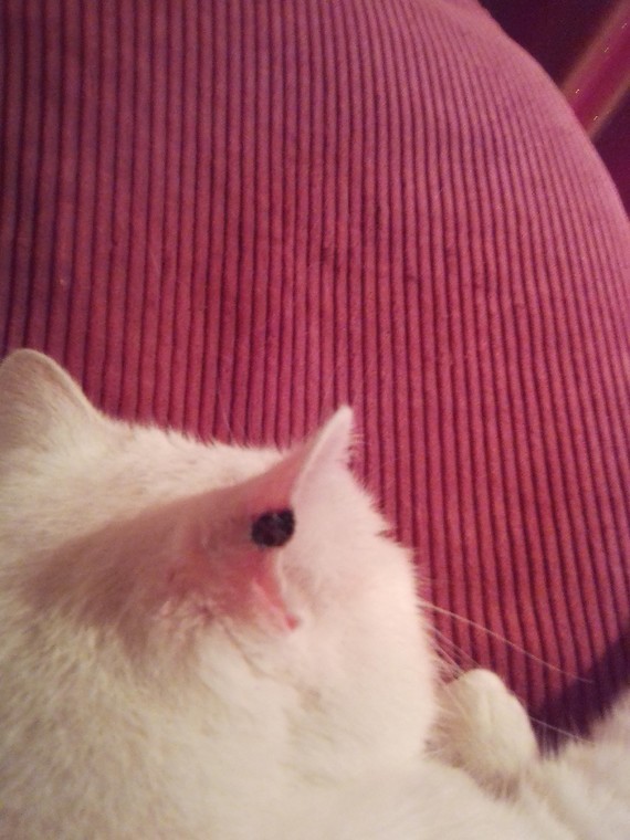 Gros Bouton Sur Oreille De Mon Chat Gros Bouton Sur Oreille De Mon Chat