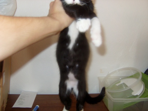 Chaton 3 Mois Ventre Gonfle Chaton 3 Mois Ventre Gonfle