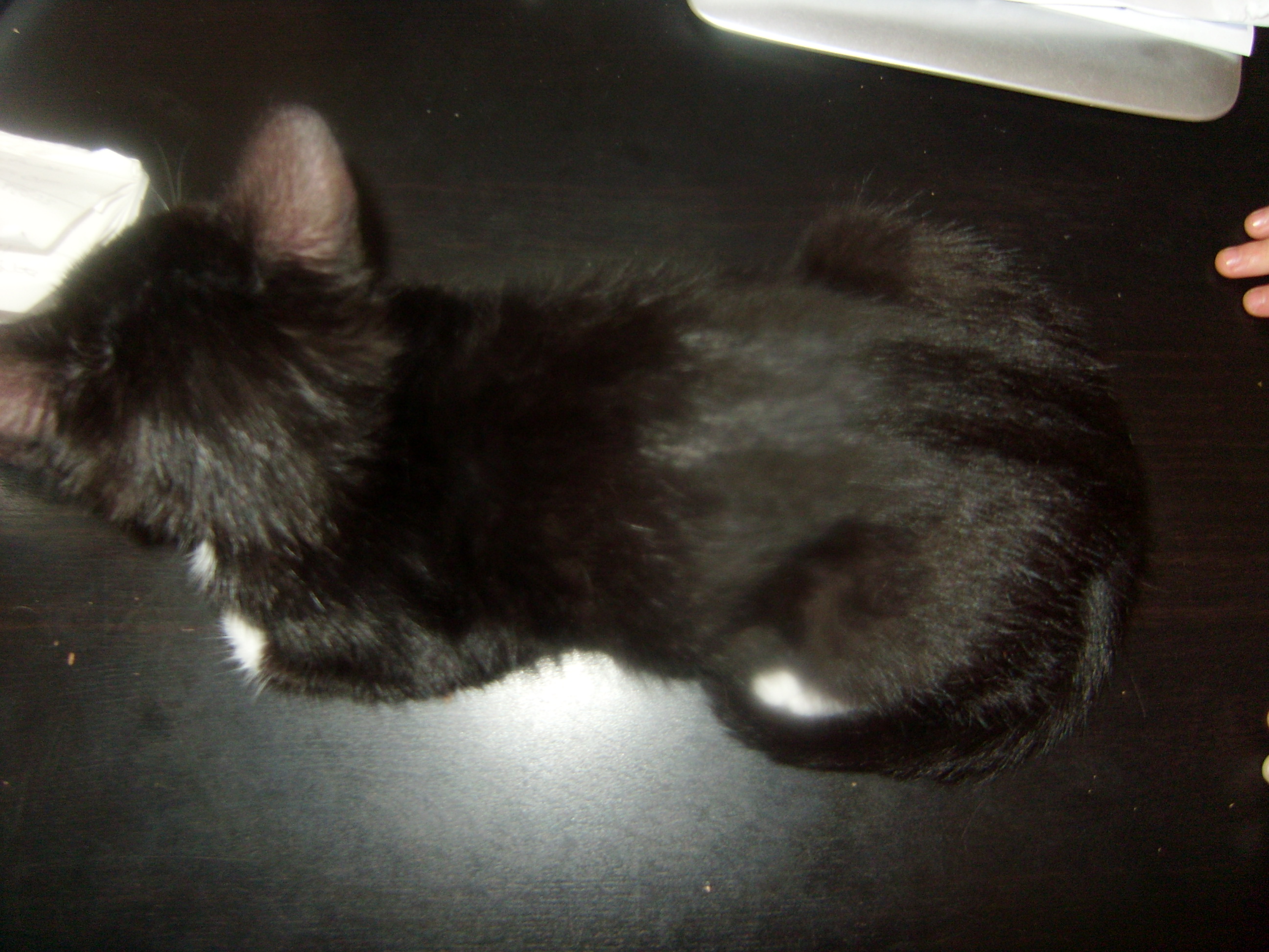 Chaton 3 Mois Ventre Gonfle Chats Forum Animaux Doctissimo Chaton 3 Mois Ventre Gonfle Chats Forum Animaux Doctissimo