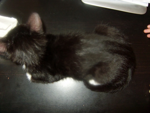 Chaton 3 Mois Ventre Gonfle Chaton 3 Mois Ventre Gonfle