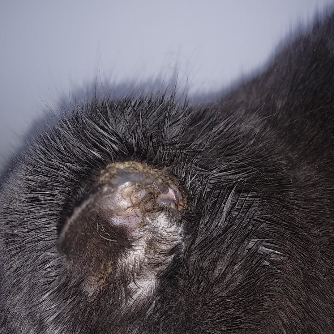 Mon Chat Et La Prednisolone Pour Son Oreille La Sante De Votre Chat Chats Forum Animaux Doctissimo