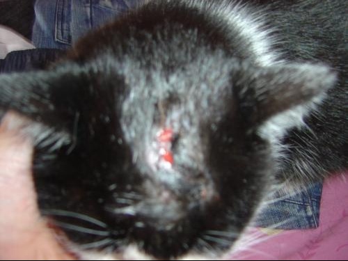 Plaie Sur Mon Chat Besoin D Aide Medecine Veterinaire Forum Animaux Doctissimo Plaie Sur Mon Chat Besoin D Aide Medecine Veterinaire Forum Animaux Doctissimo