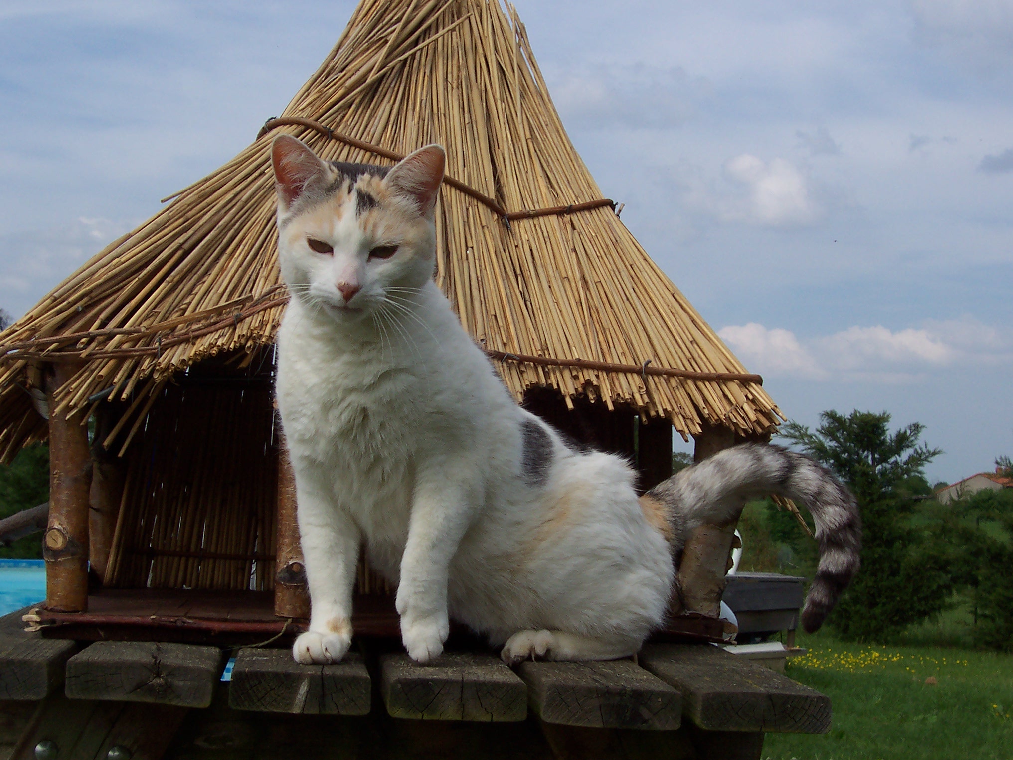 Elle S Arrache Les Poils Chats Forum Animaux Doctissimo Elle S Arrache Les Poils Chats Forum Animaux Doctissimo